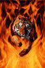 stalkingtiger Avatar
