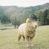 strumpetthesheep Avatar