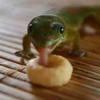 geckosandcheerioss Avatar