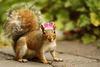 jimthesquirrelking Avatar