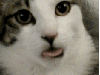 montymayhem Avatar