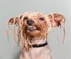 rainydog Avatar