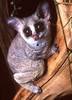 AndyTehBushbaby Avatar