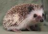 hedgehogbob Avatar