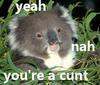 koalaaxe Avatar