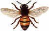 ChewyConor Avatar