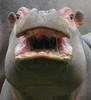 happyhippo Avatar