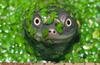 Kujirai Avatar