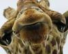 HAPPYGIRAFFE Avatar