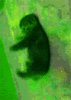 philrox Avatar