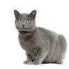 GrayCat Avatar