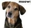 doggysaymeow Avatar