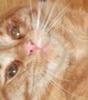 catmongler Avatar