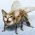 kittyrara Avatar