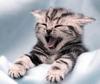 hilariouskittykat Avatar