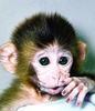 monkeyslut Avatar