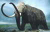 damammoth Avatar