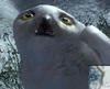 poopyloopy Avatar
