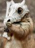 shaboogamoo Avatar