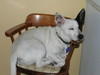 charredenay Avatar