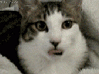 jcalv Avatar