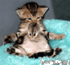 kitten cat Avatar