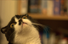 bleffle Avatar