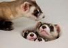 ferretsnigga Avatar