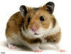 Hamsterbuttsecks Avatar