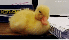 ducksarekawaii Avatar