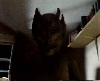 foreveralonememe Avatar