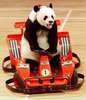 pandadawg Avatar