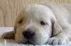 ACutePuppy Avatar