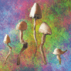 xxmushroomjunkiexx Avatar