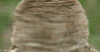 guessed Avatar