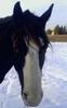 funnyjunkincowgirl Avatar