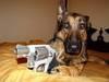 tacticalpuppy Avatar