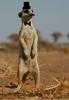 sirmeercat Avatar