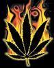 mrganja Avatar