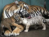 tigersstripes Avatar