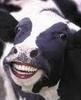 HoliestCow Avatar