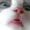 Merechan Avatar