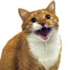 broboss Avatar