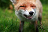 FoxyMacFoxFox Avatar