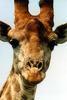 thatgiraffe Avatar