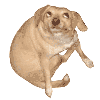 awesomeradish Avatar
