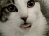 imonamouse Avatar