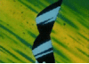 mirogt Avatar