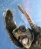 everybodysturtle Avatar