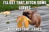 bitchesloveleaves Avatar